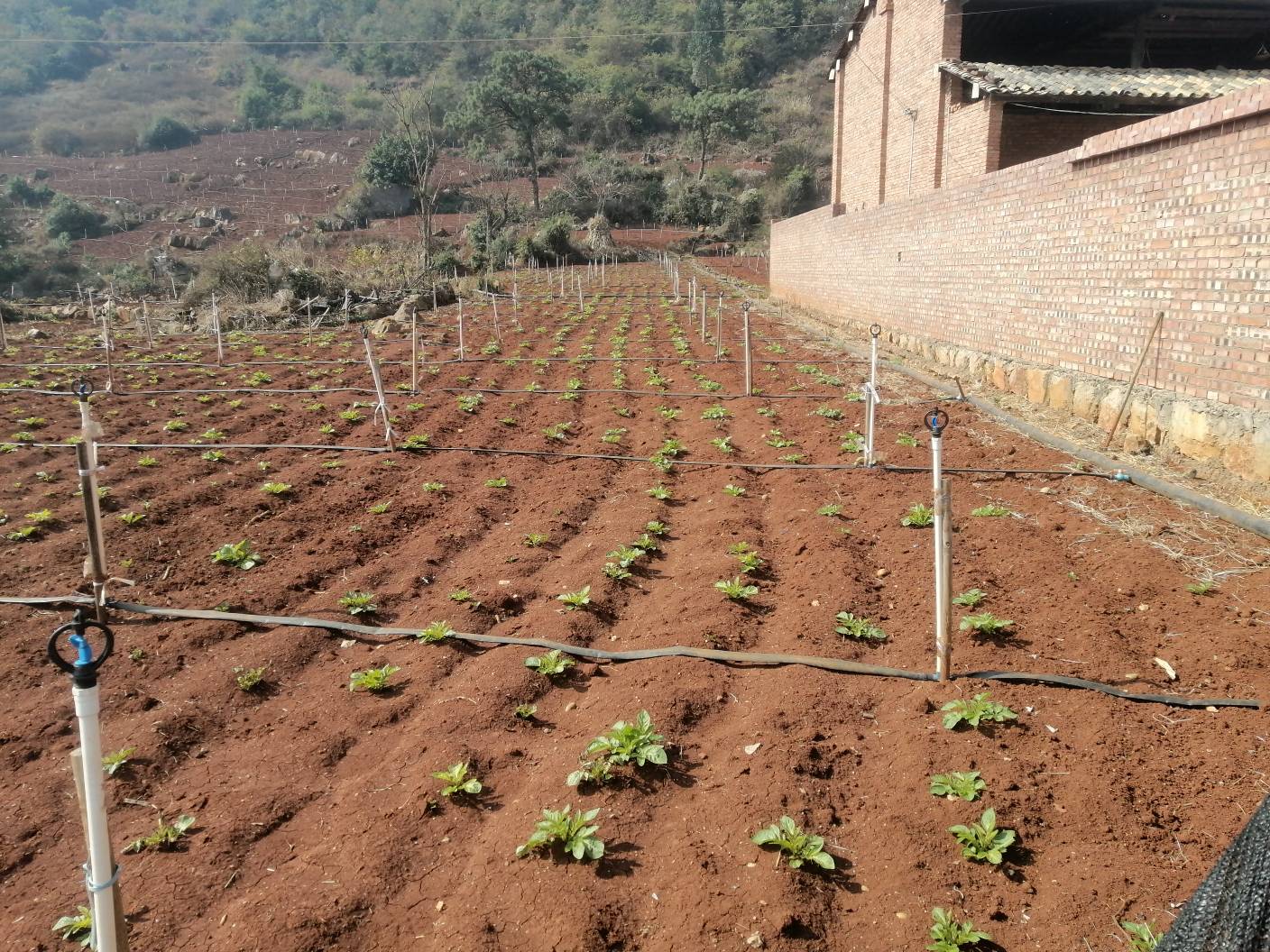 大豆田间灌溉系统