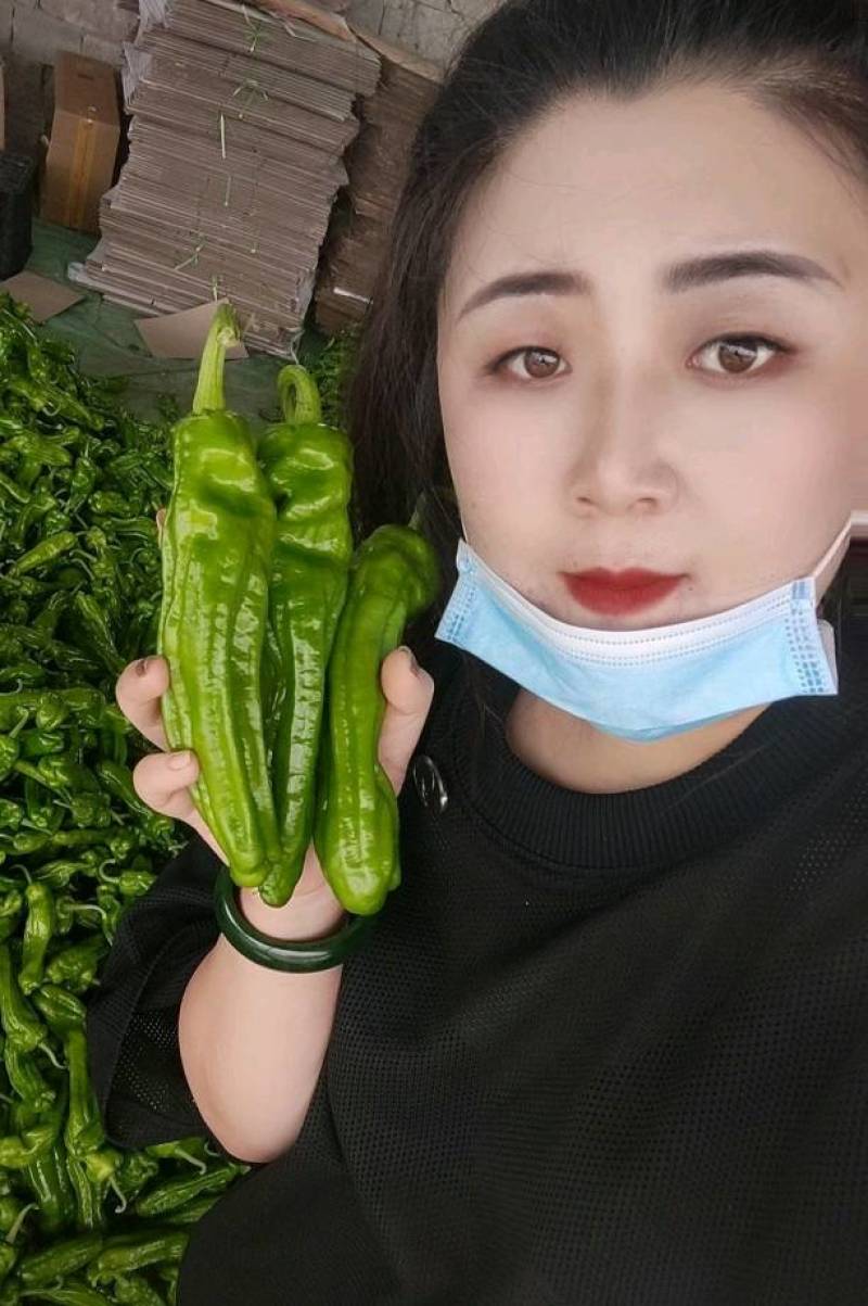 【实力供货】《苏椒》费县芜湖椒，薄皮椒，直供电商平台