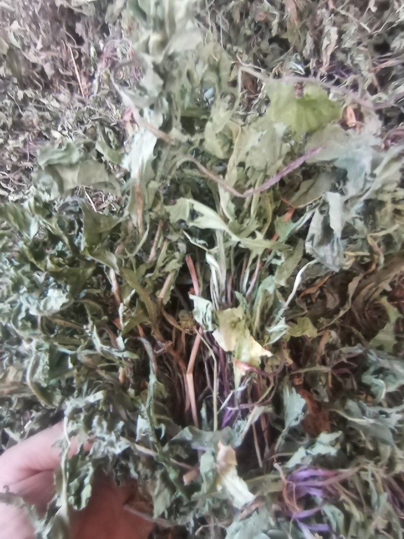 蒲公英水洗带根全干货非人工种植色青无霉变