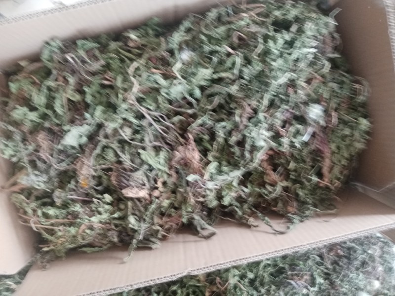 蒲公英水洗带根全干货非人工种植色青无霉变