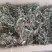 蒲公英水洗带根全干货非人工种植色青无霉变