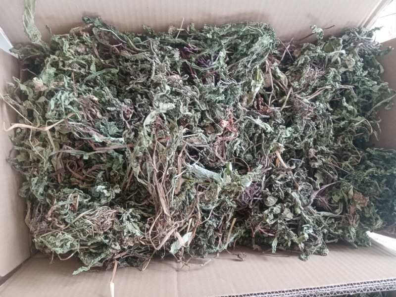 蒲公英水洗带根全干货非人工种植色青无霉变