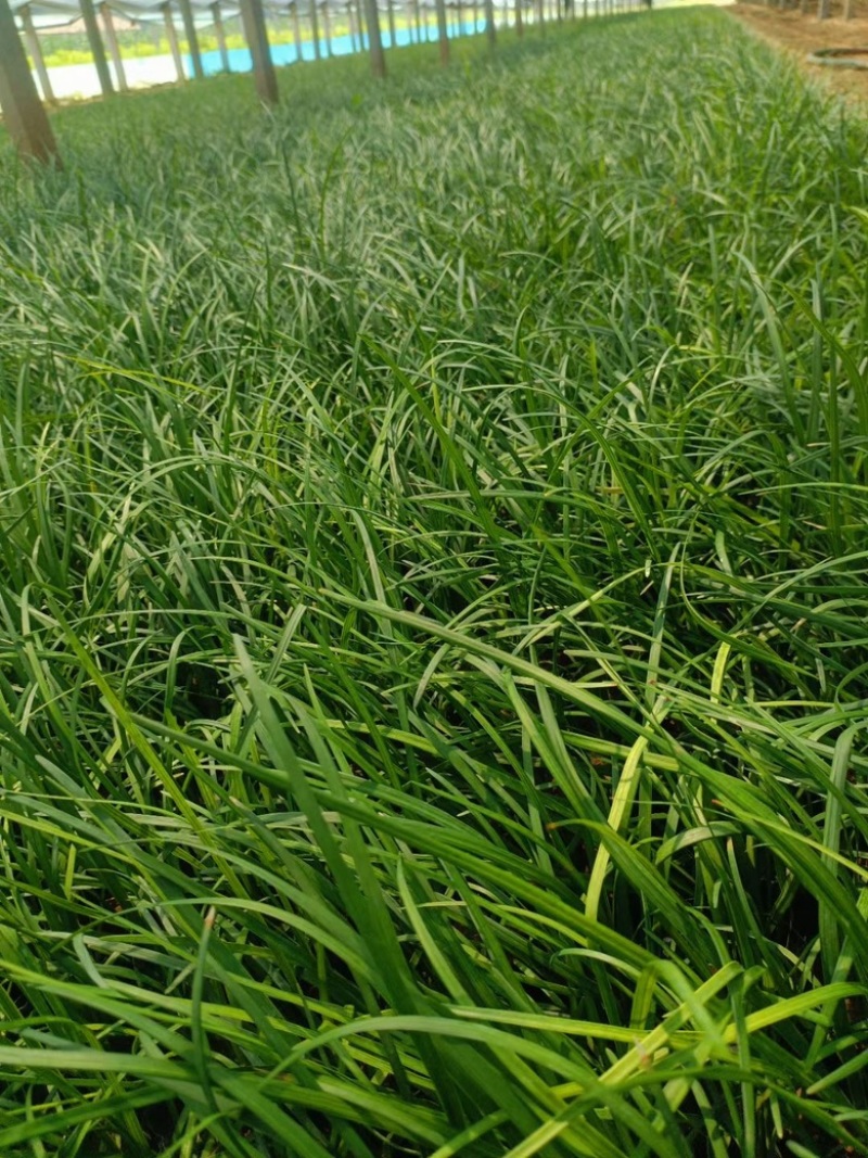 多芽麦冬基地大量现货