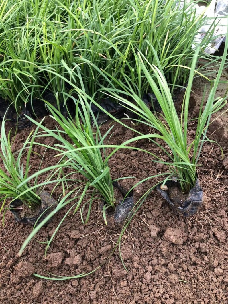 多芽麦冬基地大量现货
