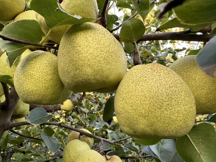 身穿蓝色工作服的果农正在金黄色的酥梨园中手工采摘成熟的砀山酥梨,篮子里堆满了新鲜带叶的果实,阳光透过树叶洒下斑驳光影,背景有现代化物流运输车辆待装货 农户采摘砀山酥梨