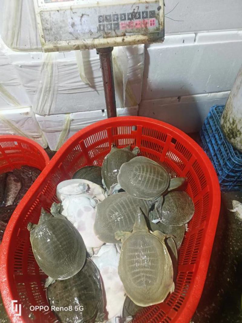 外塘甲鱼配送，下塘包活包开口