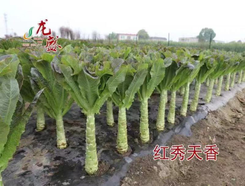 四川红秀天香红圆叶莴笋种子耐寒红莴笋种子莴苣种子