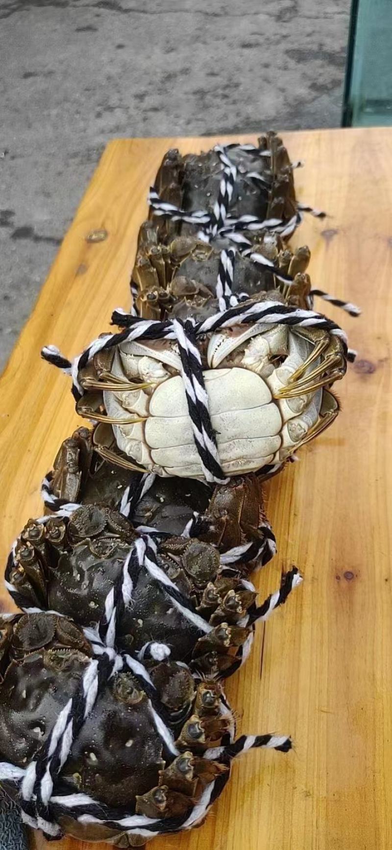 江苏兴化大螃蟹，火爆上市·兴化蟹塘直发，全国发货，