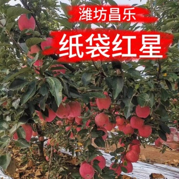 纸代红星苹果，苹果，又大又红，口感脆甜。报实价