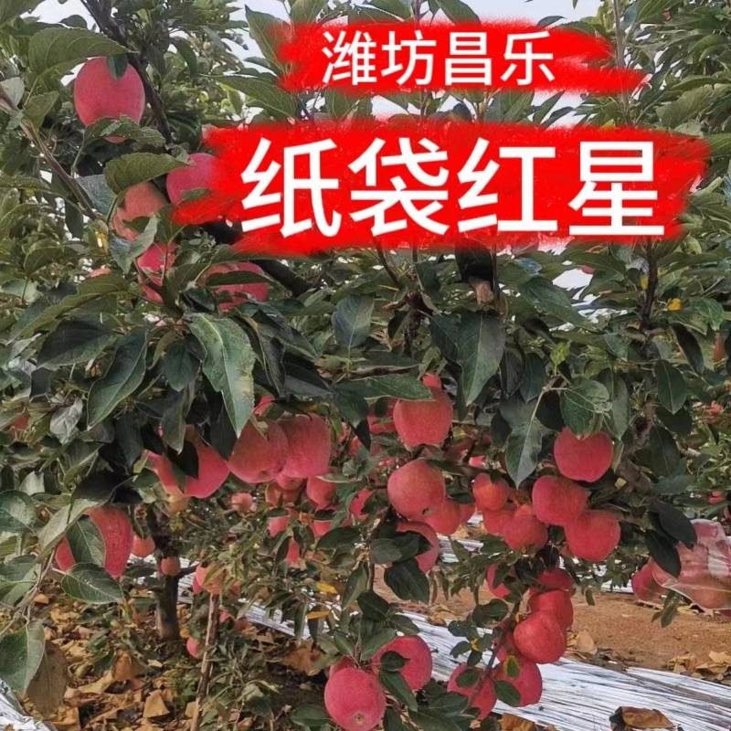 纸代红星苹果，苹果，又大又红，口感脆甜。报实价