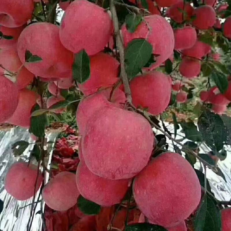 纸代红星苹果，苹果，又大又红，口感脆甜。报实价