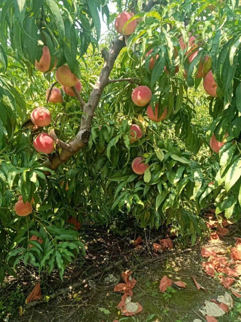【秋彤密桃】颜色好口感甜果面干净货源充足万亩桃林基地