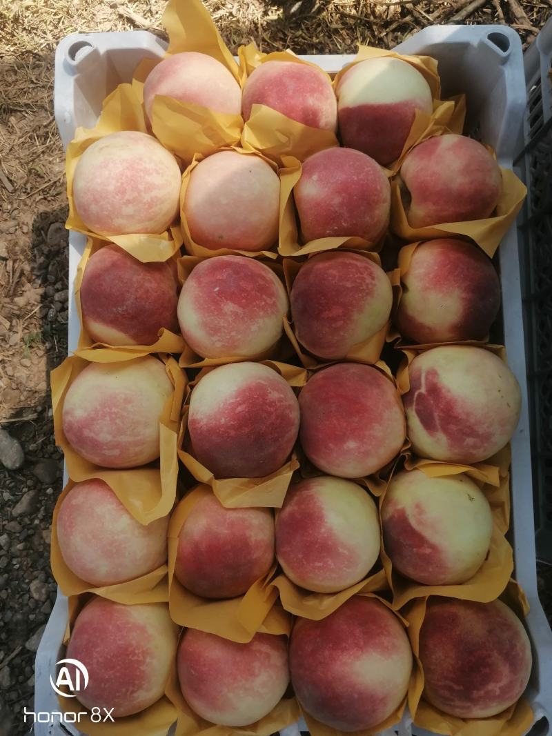 【秋彤密桃】颜色好口感甜果面干净货源充足万亩桃林基地