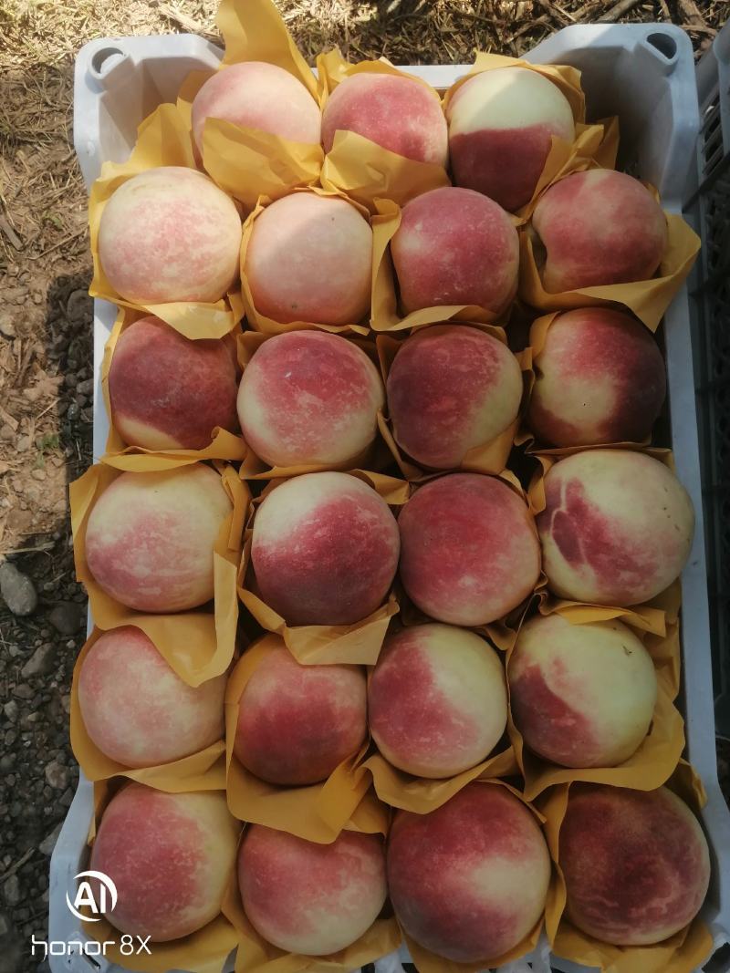 【秋彤密桃】颜色好口感甜果面干净货源充足万亩桃林基地