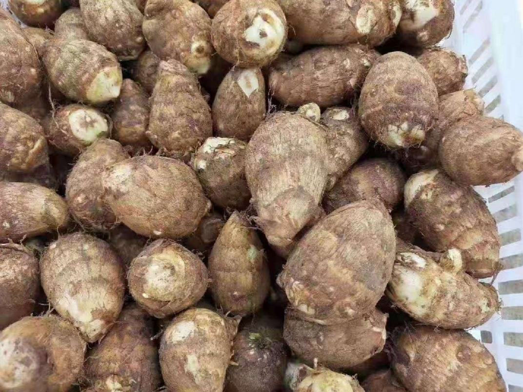 毛芋头挑选技巧图