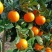 湖北秭归九月红果冻橙皮薄多汁口感甜货源充足对接电商市场
