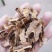 分心木，新货，产地一手货源，实拍现货24小时内发货