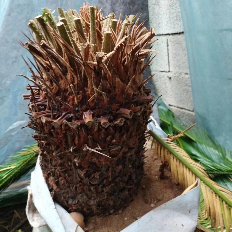 铁树绿植阳台庭院客厅四季常青庭院门口