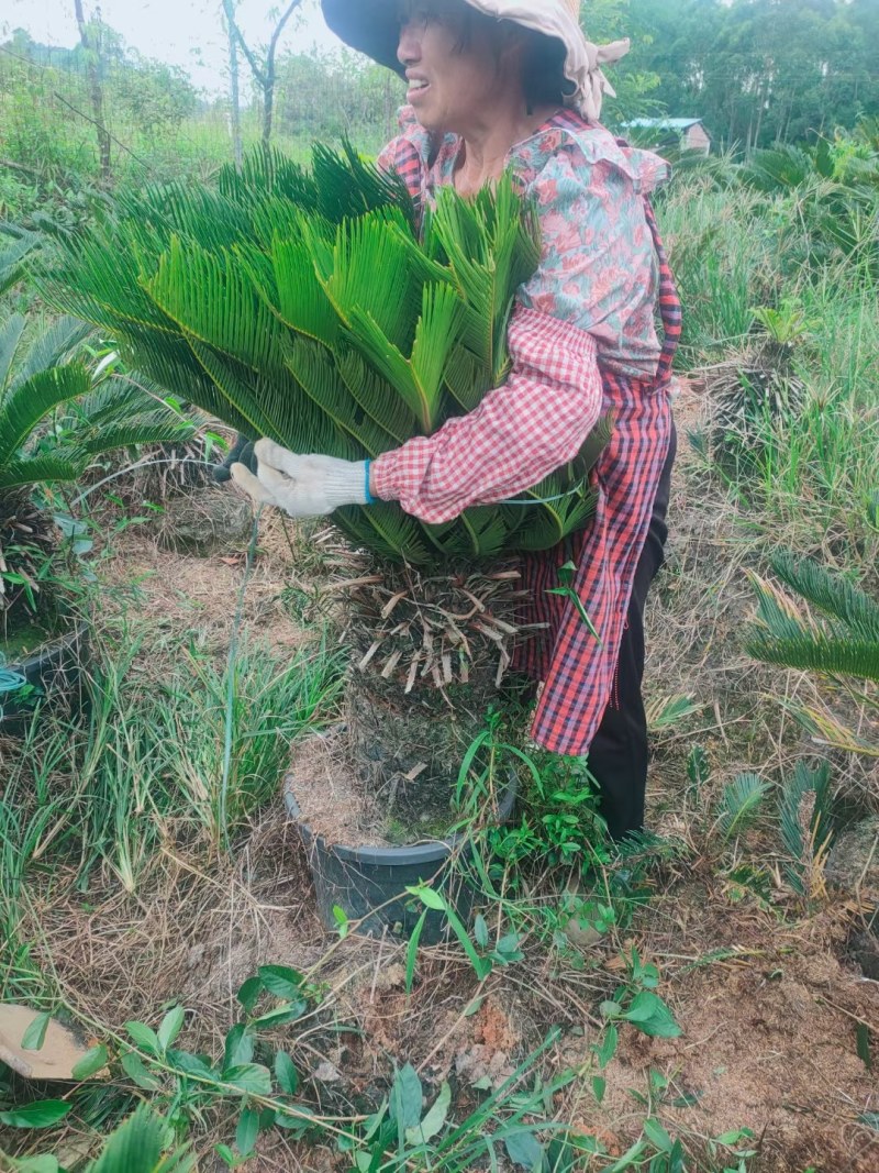 铁树绿植阳台庭院客厅四季常青庭院门口