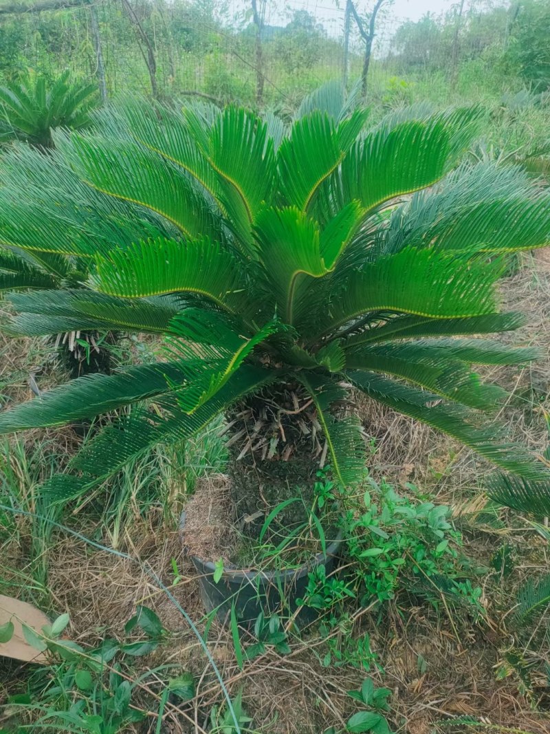 铁树绿植阳台庭院客厅四季常青庭院门口