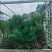 铁树绿植阳台庭院客厅四季常青庭院门口