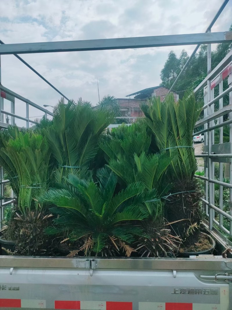 铁树绿植阳台庭院客厅四季常青庭院门口