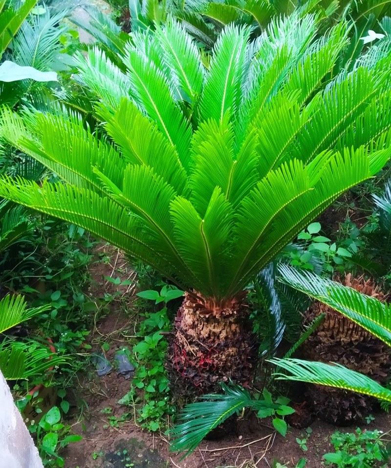 铁树绿植阳台庭院客厅四季常青庭院门口