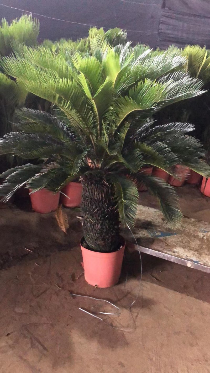 铁树绿植阳台庭院客厅四季常青庭院门口