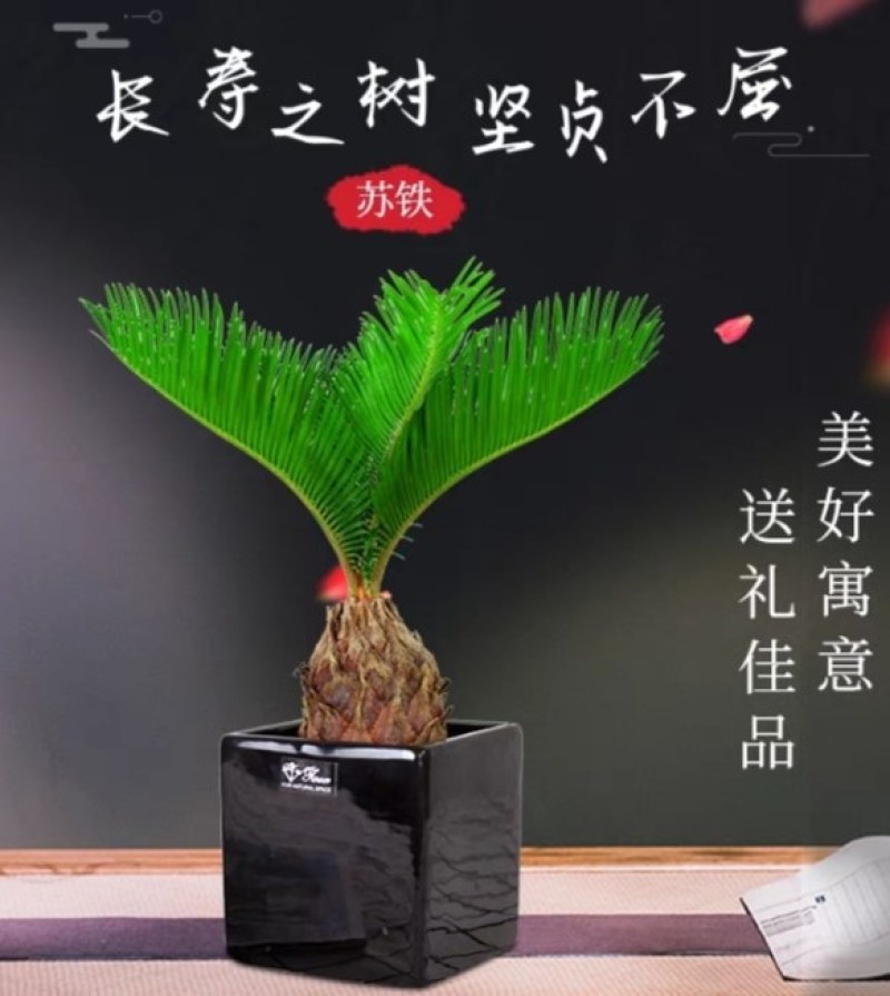铁树绿植客厅阳台庭院地栽盆栽四季常青