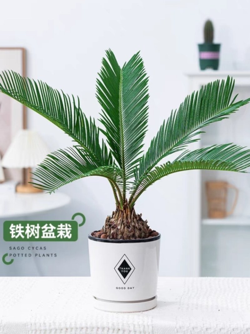 铁树绿植客厅阳台庭院地栽盆栽四季常青