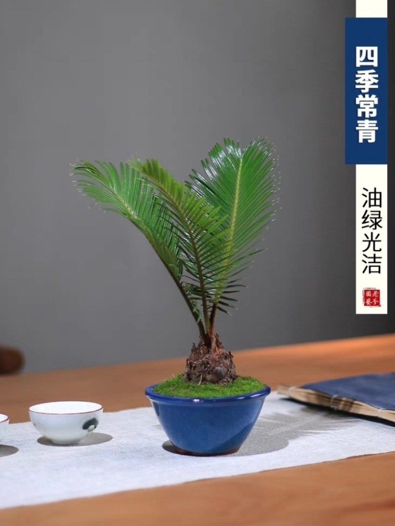铁树绿植客厅阳台庭院地栽盆栽四季常青