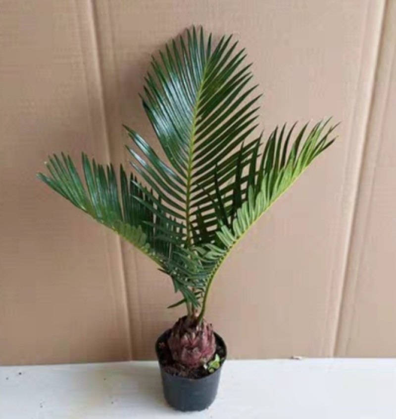 铁树绿植客厅阳台庭院地栽盆栽四季常青