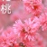 梅花，凌霄花，红叶美人梅，碧桃
