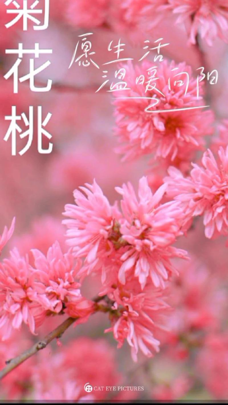 梅花，凌霄花，红叶美人梅，碧桃