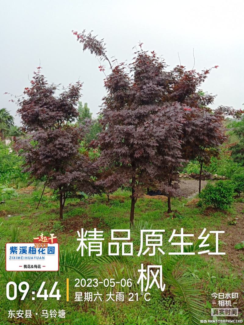 梅花，凌霄花，红叶美人梅，碧桃