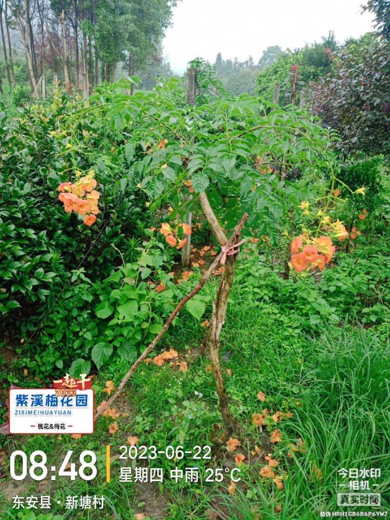 梅花，凌霄花，红叶美人梅，碧桃