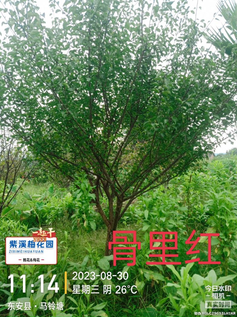 梅花，凌霄花，红叶美人梅，碧桃