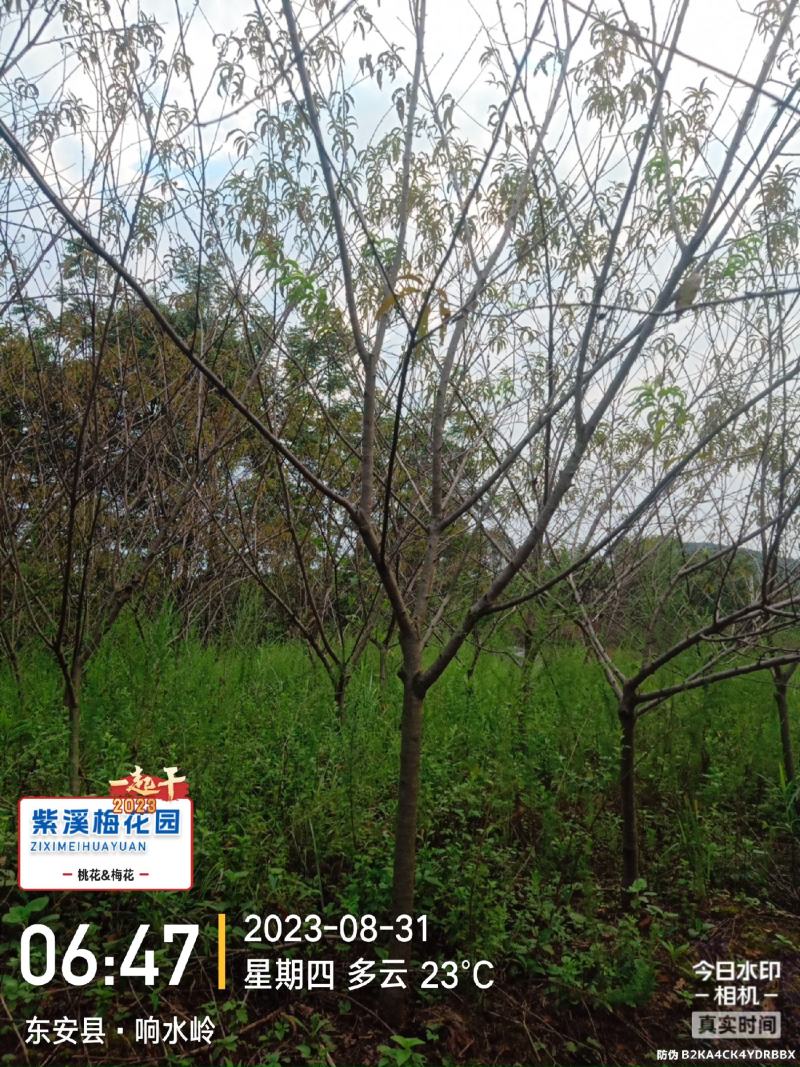 梅花，凌霄花，红叶美人梅，碧桃