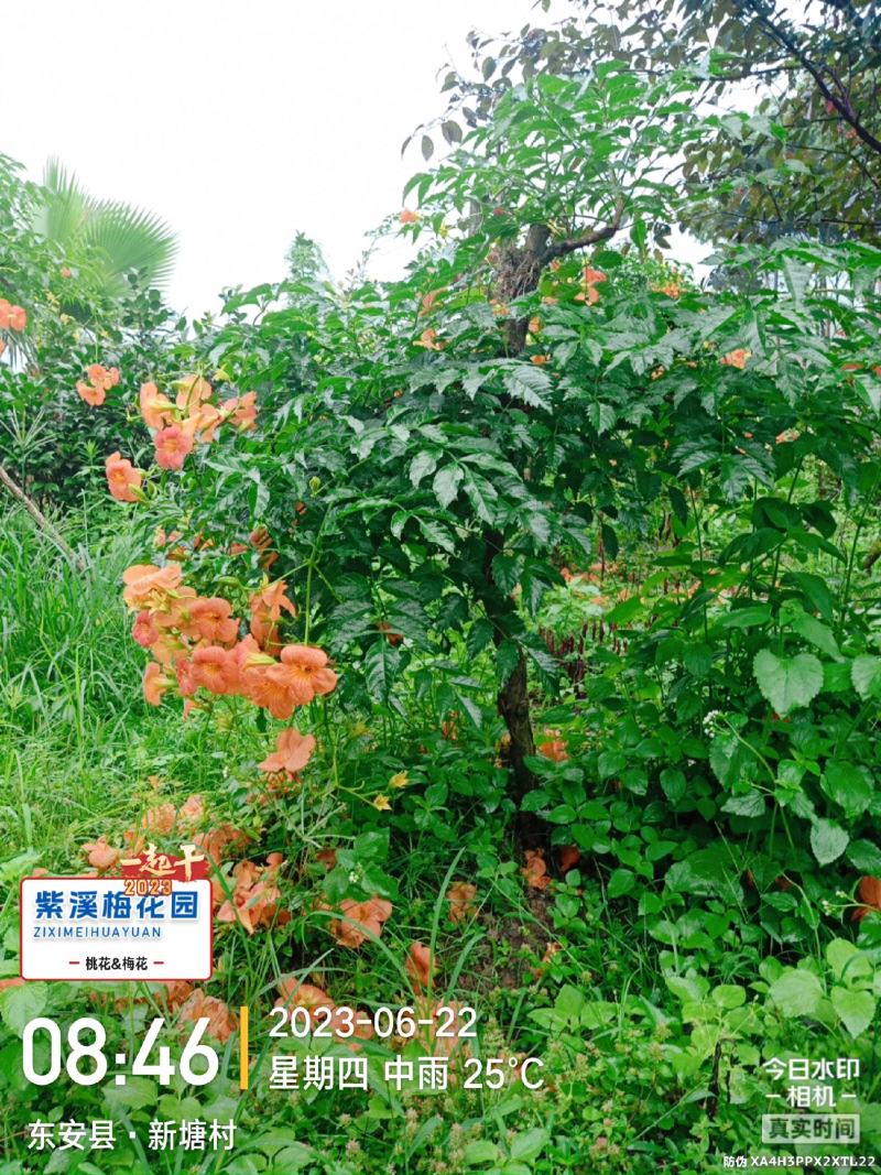 梅花，凌霄花，红叶美人梅，碧桃