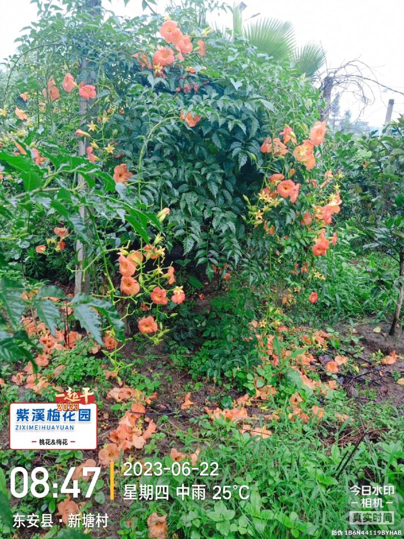梅花，凌霄花，红叶美人梅，碧桃