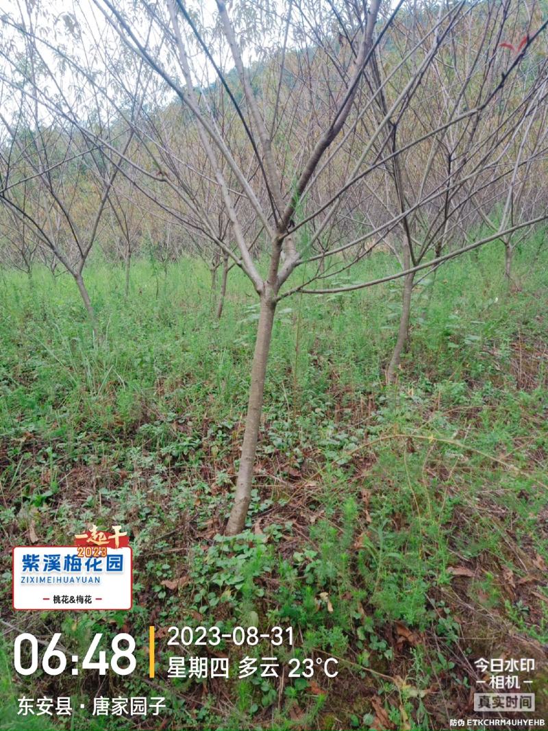 梅花，凌霄花，红叶美人梅，碧桃