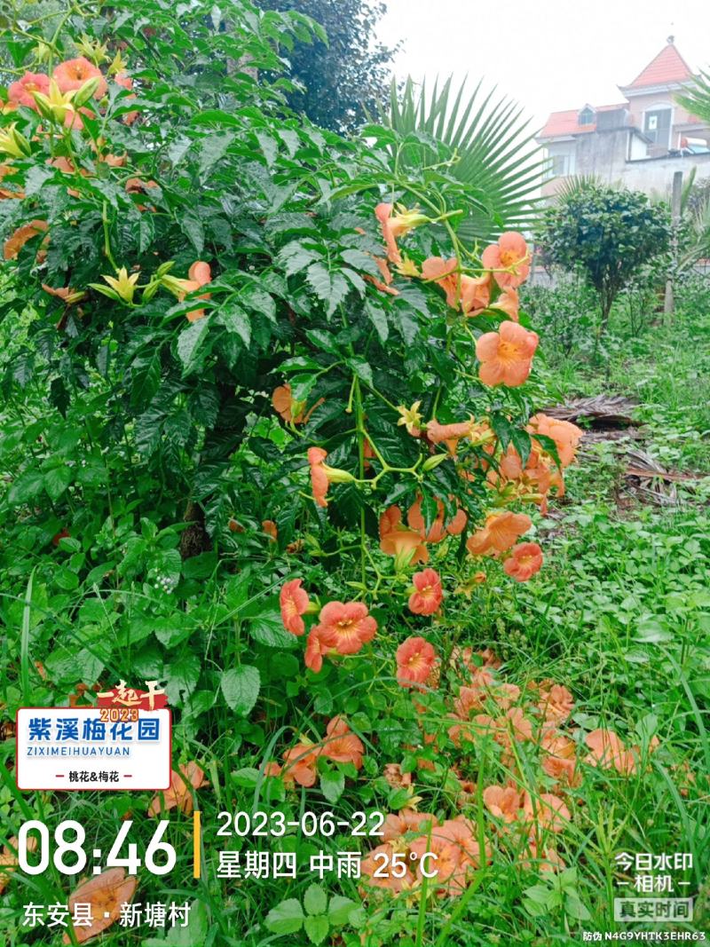 梅花，凌霄花，红叶美人梅，碧桃
