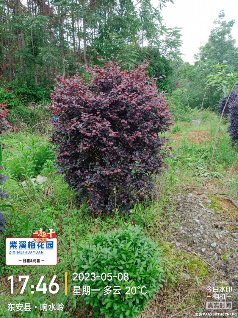 梅花，凌霄花，红叶美人梅，碧桃