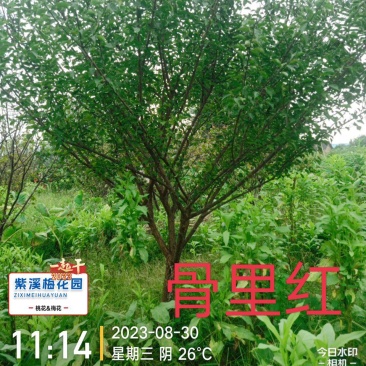梅花，凌霄花，红叶美人梅，碧桃