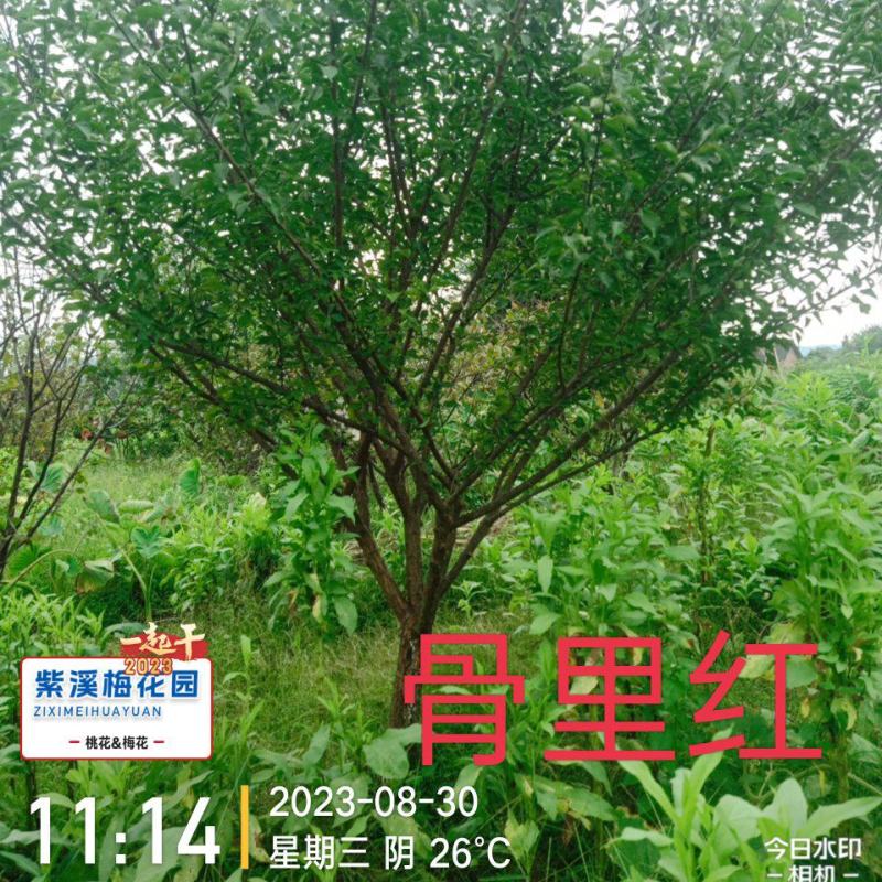 梅花，凌霄花，红叶美人梅，碧桃