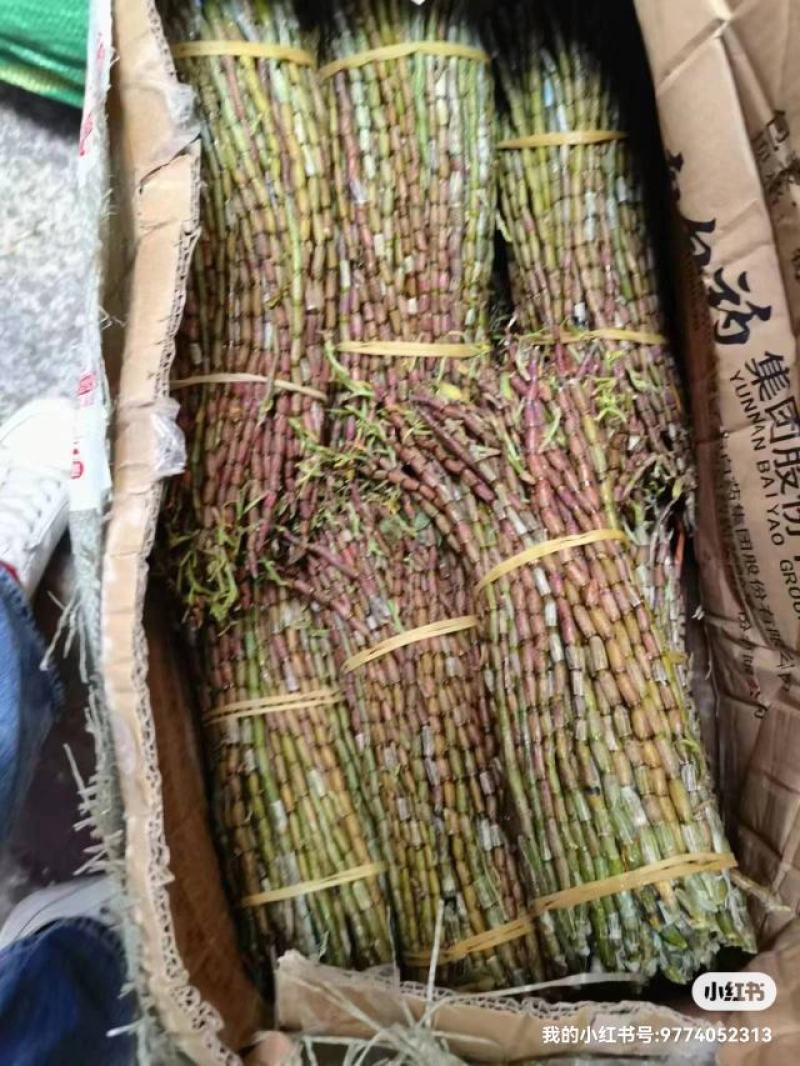 铁皮石斛，基地直发，可选长度，质量保证，一手货源