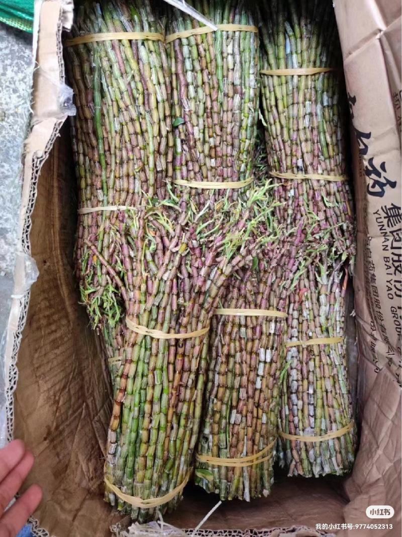 铁皮石斛，基地直发，可选长度，质量保证，一手货源