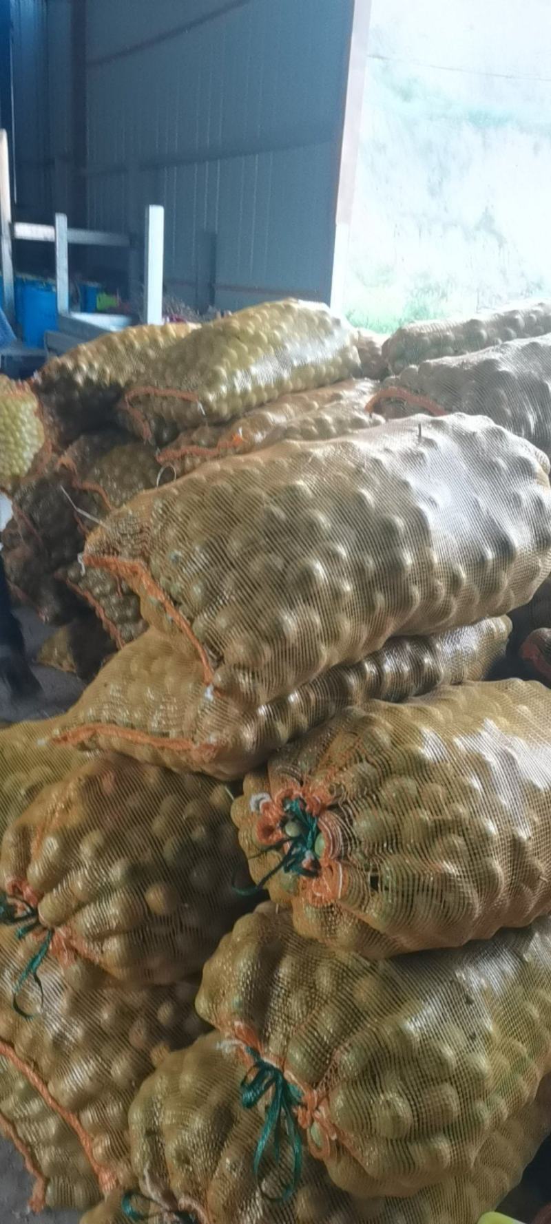 青皮核桃