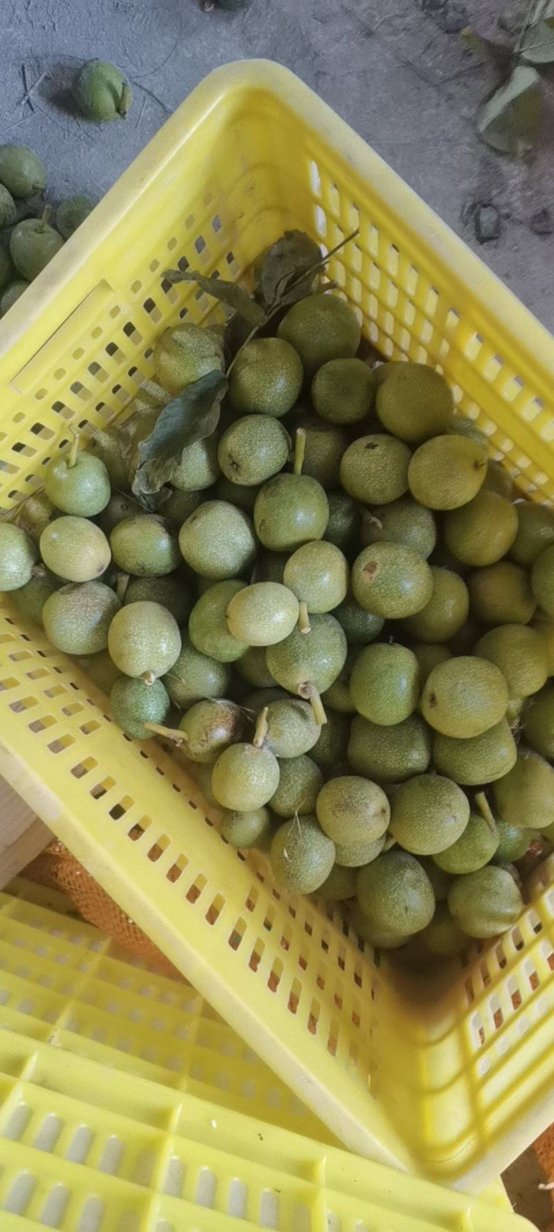 青皮核桃