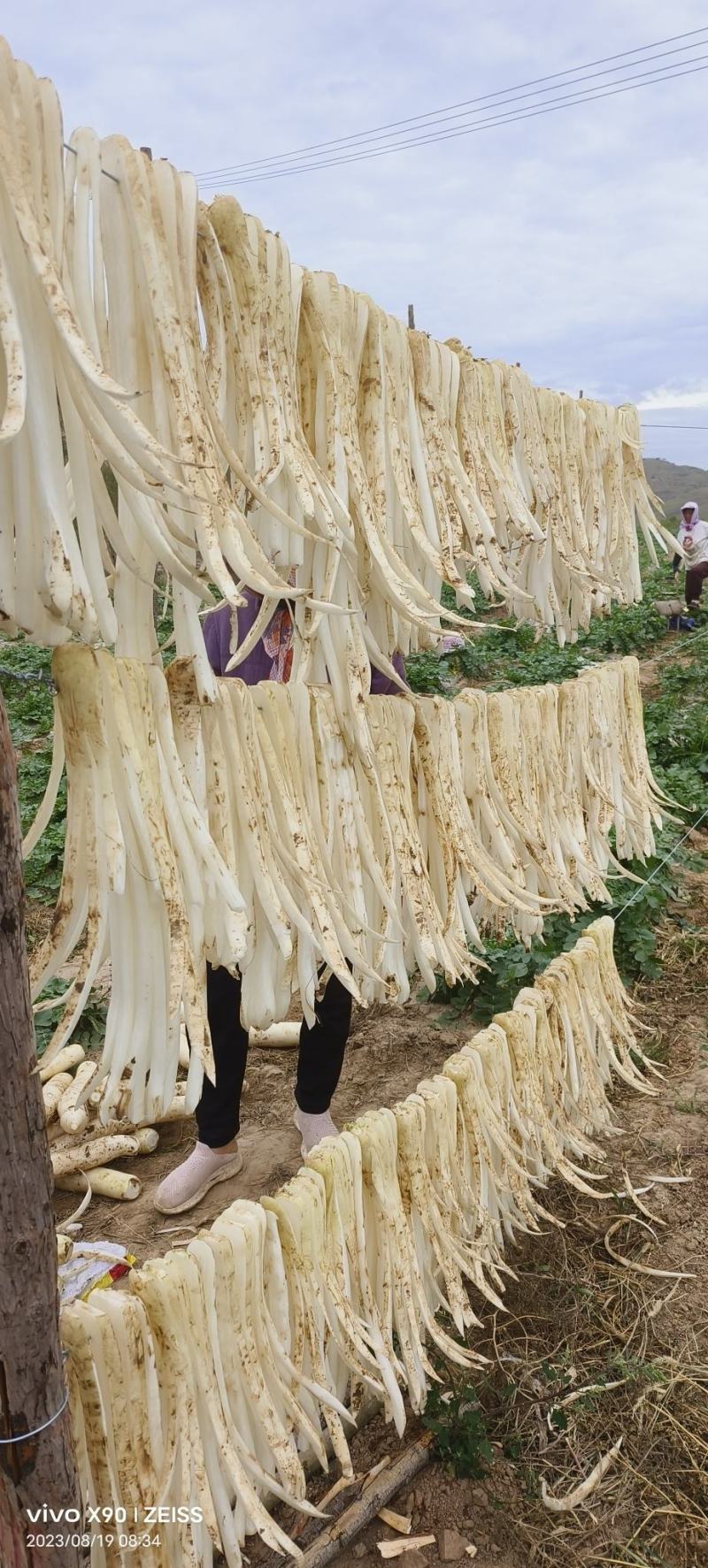 基地种植加工鲜品萝卜条，自然晾晒条形顺直口感脆甜，无霉斑